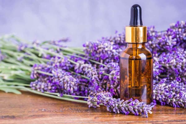 تصویر 2 از فروش اسانس طبیعی اسطوخودوس  + قیمت خرید به صرفه